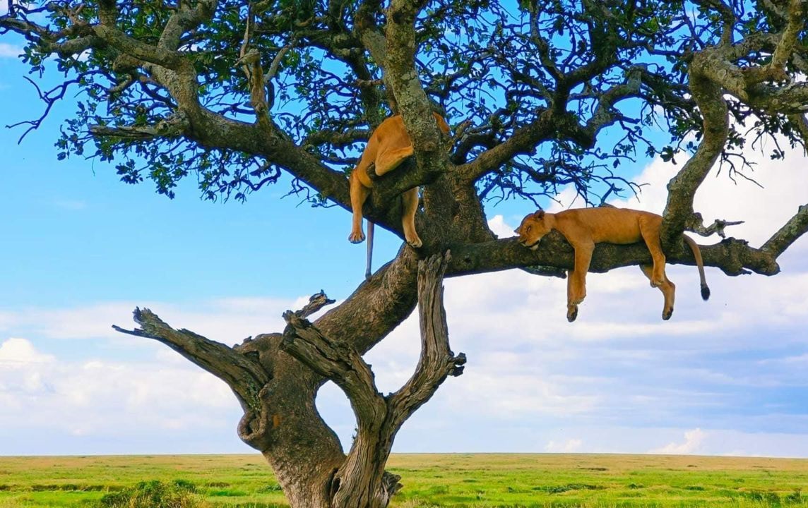 3  Days Lake Manyara, Tarangire & Ngorongoro Crater