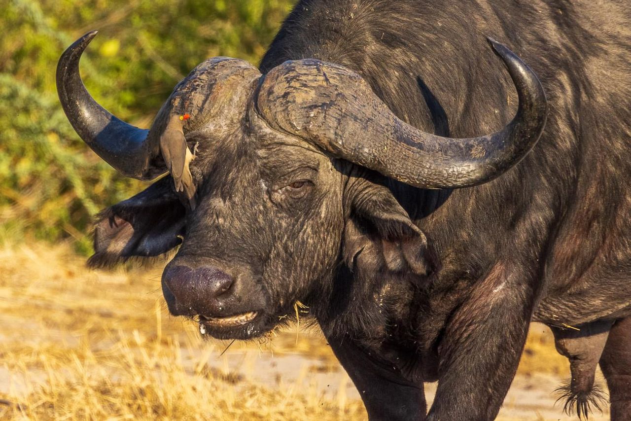 5  Days  Tarangire , Serengeti & Ngorongoro Crater