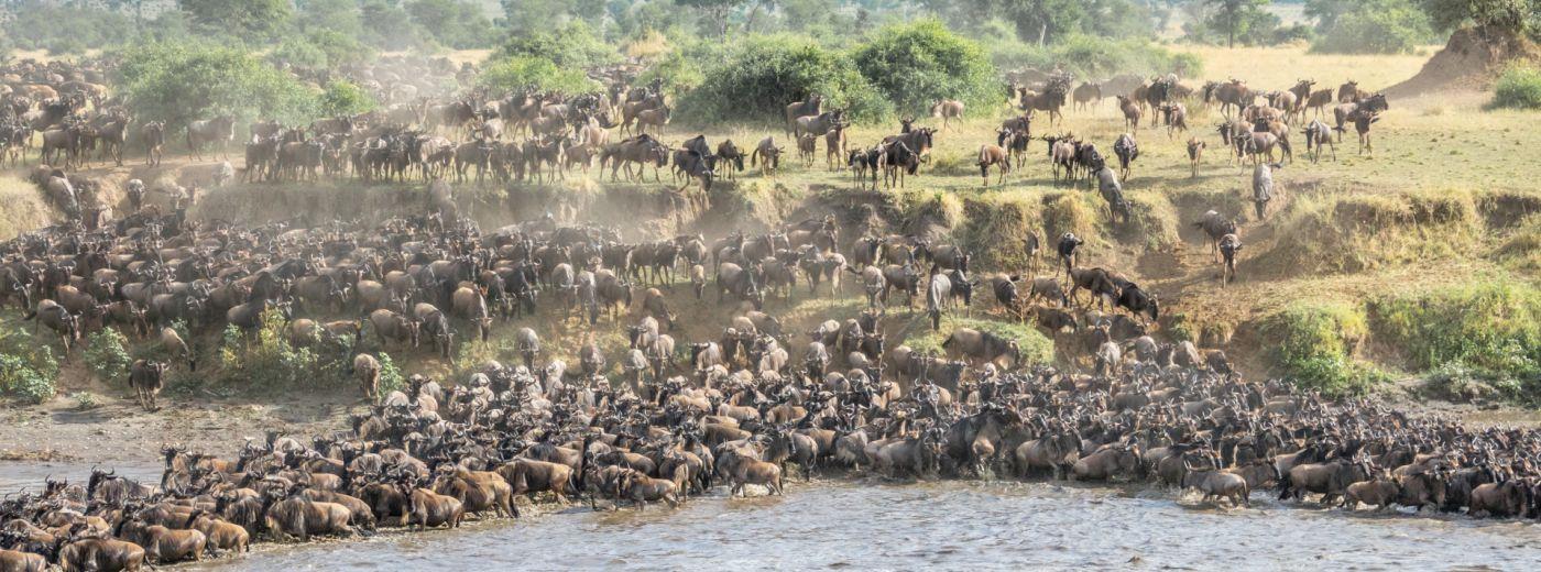 Serengeti Migration Safari